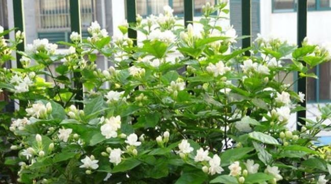 这4种花可以养出“富贵命”,寓意平平安安,聪明的家长都在养