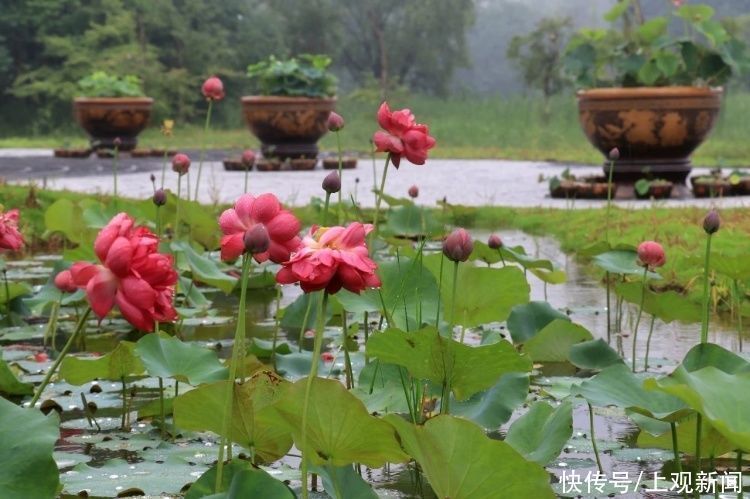 荷花|“四蒂睡莲”长什么样？一起来花博园看荷花、莲花群芳争艳