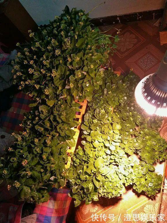 叶子|长寿的花苞迟迟不开用它喷两次,很快就能鼓起来!