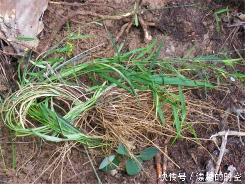 农村一种野草,蛇见到掉头,药用价值高,治疗胃痛有奇效,了解下