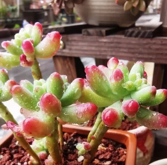 都说多肉不好养，其实很简单，多点耐心，少浇水，很容易活