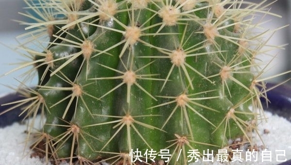 养护仙人球别再施磷肥了!4种粪便浑身是宝,施肥仙人球效果特好