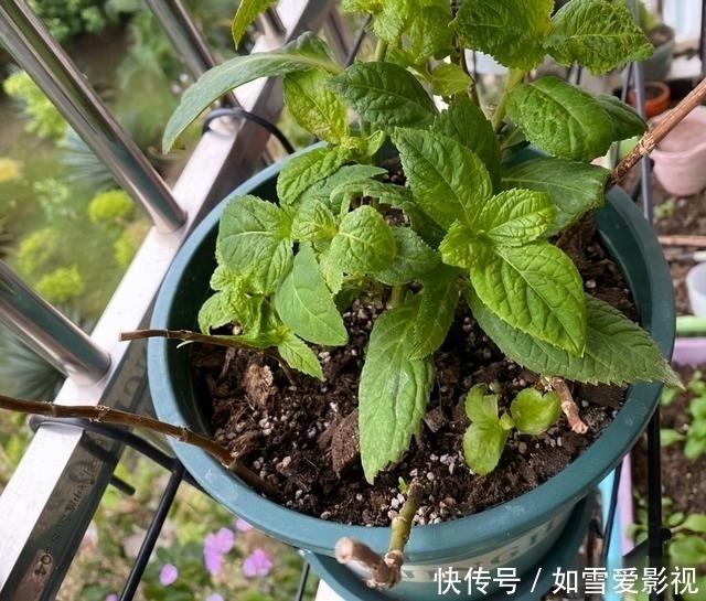 冬天|绣球不剪行不行?能安全过冬吗?分2种情况,修剪可促进爆花