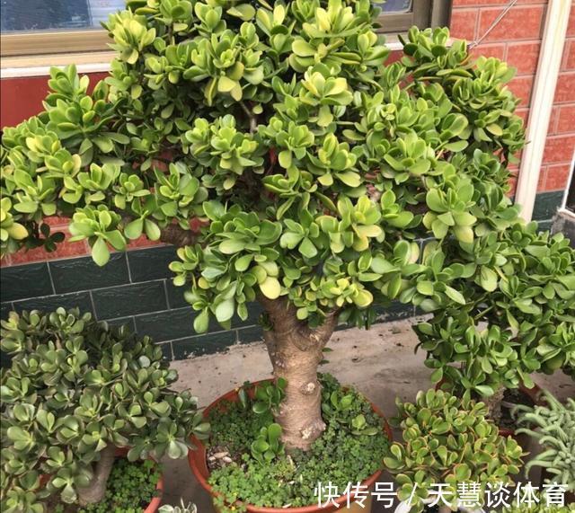 天气冷,六种花要“干养”,少水多晒才健壮,养成老桩更旺家