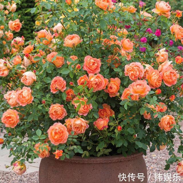 邻居家月季开花300天,做好以下3点,花又大又鲜艳,有水就爆盆!