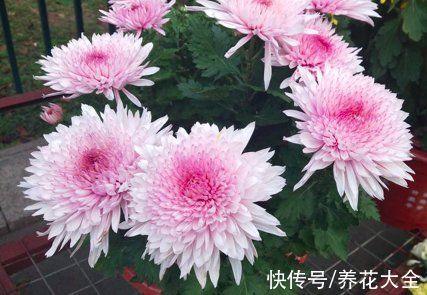 明明是传统名花,婆婆却极力反对养,说是太晦气