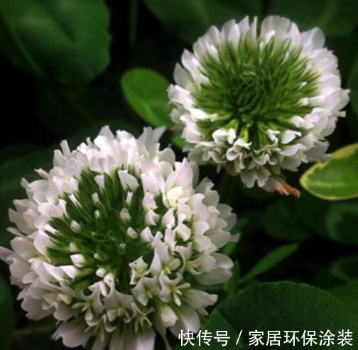 花色|农历7月10日开始,养花养个耐看的,花色繁多,花型奇特美丽