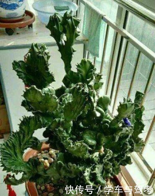 滴水观音|家里有孩子,别种这5种多肉,越养越有毒,赶快搬出去!