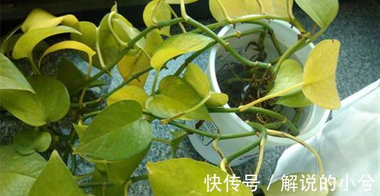 都说绿萝好养,绿萝叶黄枯萎,到底怎么回事