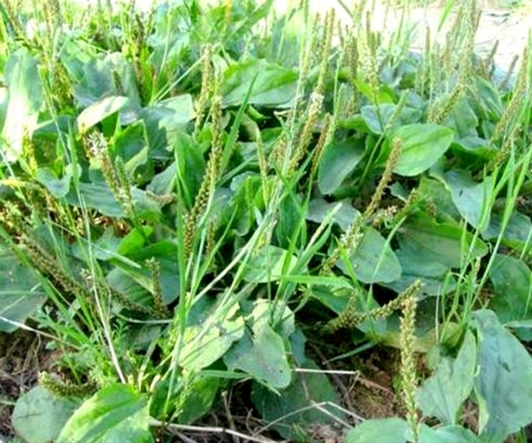 泡水|车前草泡水喝有什么功效4大功效尤为突出，尤其适合老人和小孩