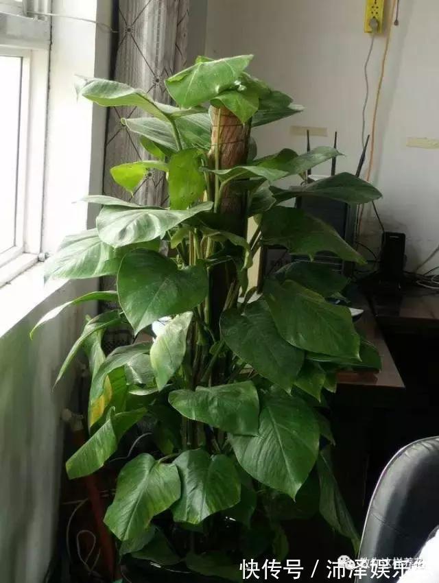 花友|养花要注意3种风,不能乱吹,新手不可不知!