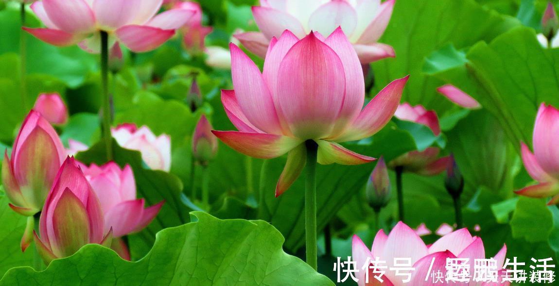 名花|中国传统十大名花你知道多少？各有千秋，看过后就像拥有！