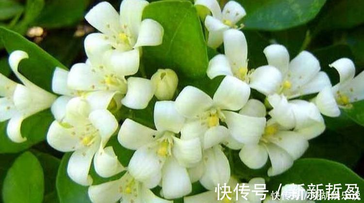腐质土|几种花养家里，开花漂亮开不断，色娇艳香气浓，空气清新健康来