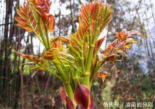 女性担心老太快，不妨多吃3种食物，润肠通便，提高免疫力