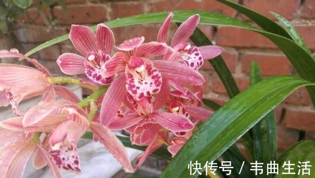 养兰花，浇水牢记3句话，兰花10年不烂根，越长越壮