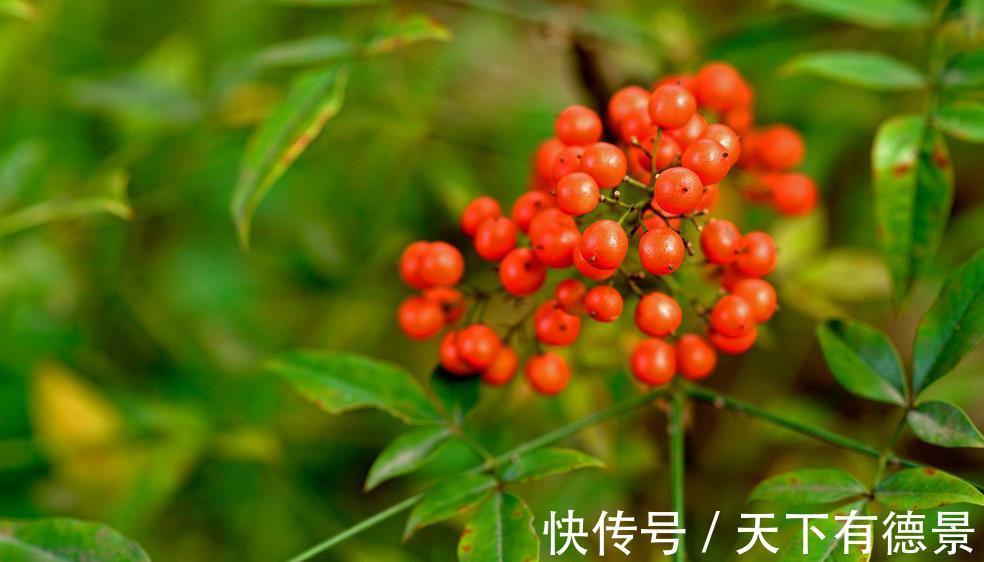 园林|10种天天见的观叶植物你可能叫不上来名字,来看看你能认识几种