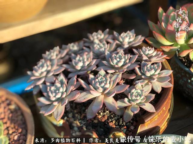 多肉，一位来自神奇大自然的良师益友！