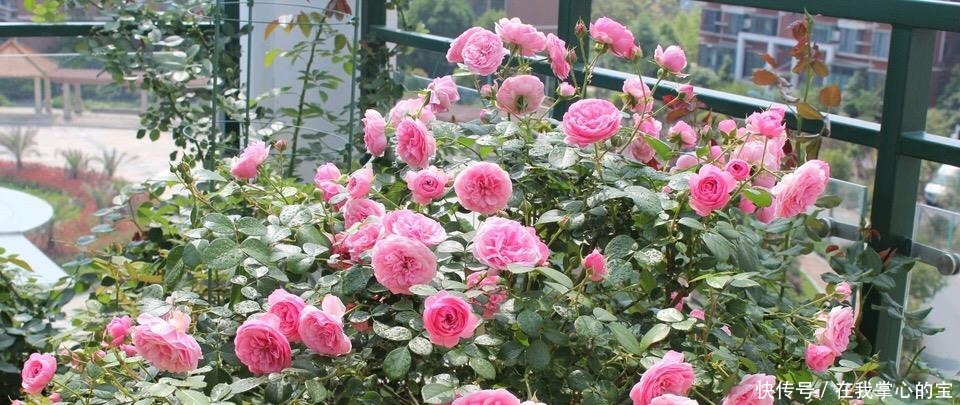 春天换盆“旧土”怎么办加2种“东西”，养花肥沃疏松，能爆盆！