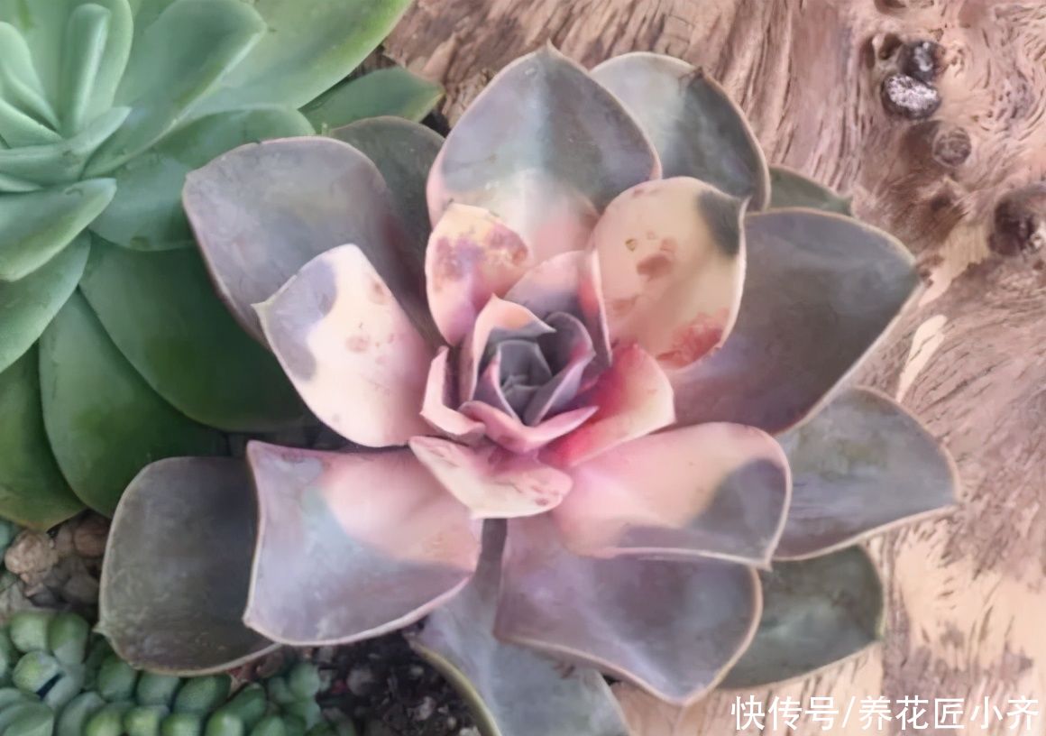 新手买多肉，3种多肉不要买，买到手养不活，浪费时间和金钱