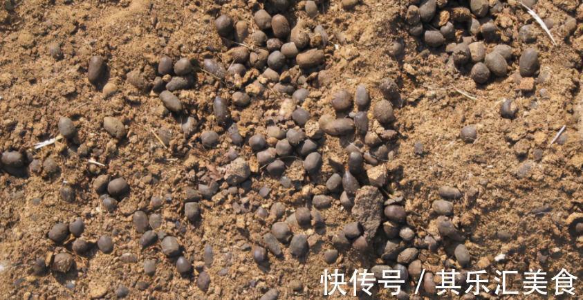 建议园艺新人:用这3种肥养花,万万不要弄错方法