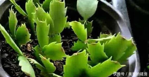 叶片|盆栽仙人掌,这样来养,叶片又宽又大,嫁接5层蟹爪兰太壮观啦