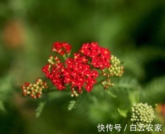 一花一世界，一叶一菩提——奇花异草蓍草，赏花旅游花语生日花