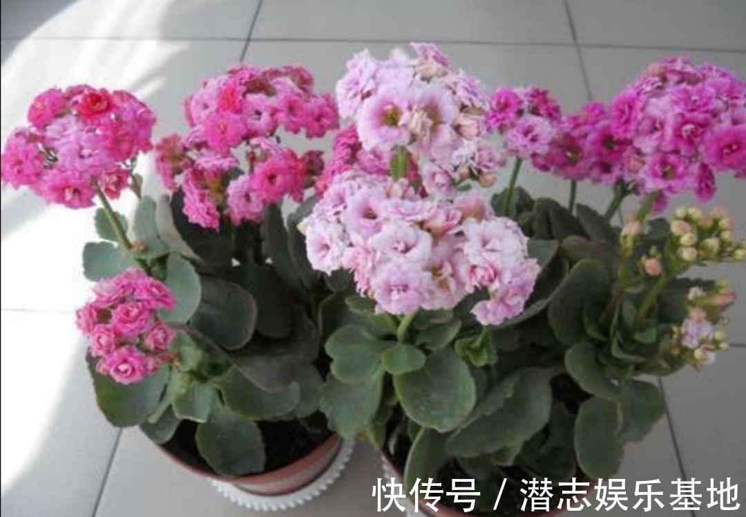 君子兰|你知道吗?夏天6种花要“休眠”,浇水多了就烂根