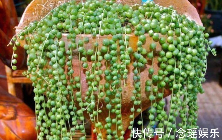 吊盆|7种多肉适合“吊着养”,枝条“流出”花盆,养出状态最美