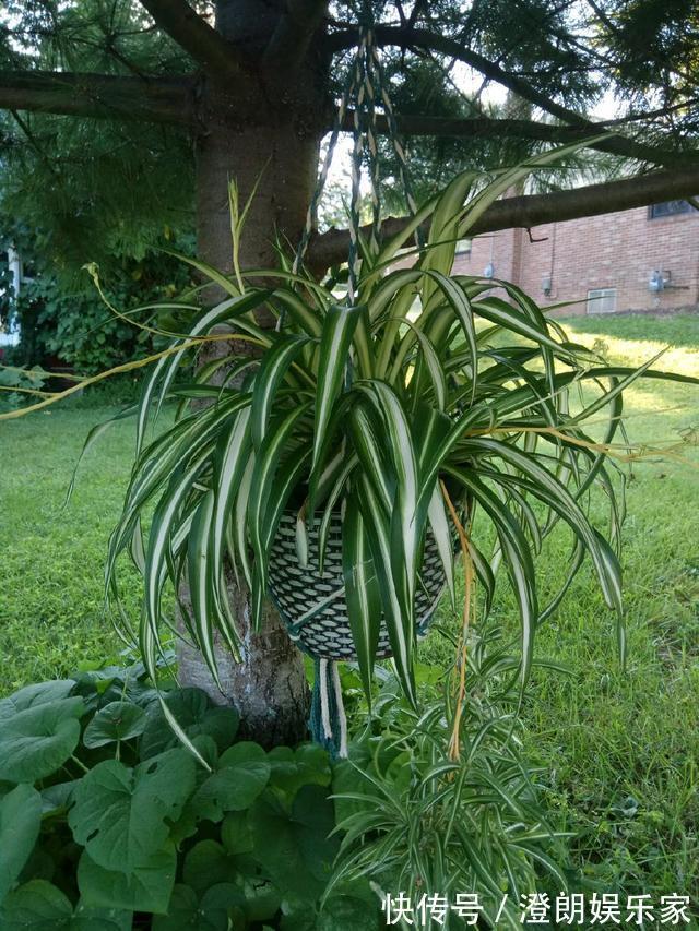 兰花|为什么吊兰养不死，新上盆的兰花要不要浇多菌灵晾根处理快服盆