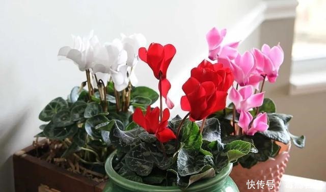 在室内半阴处容易开花的11种盆栽开花植物，家里可多种几种！