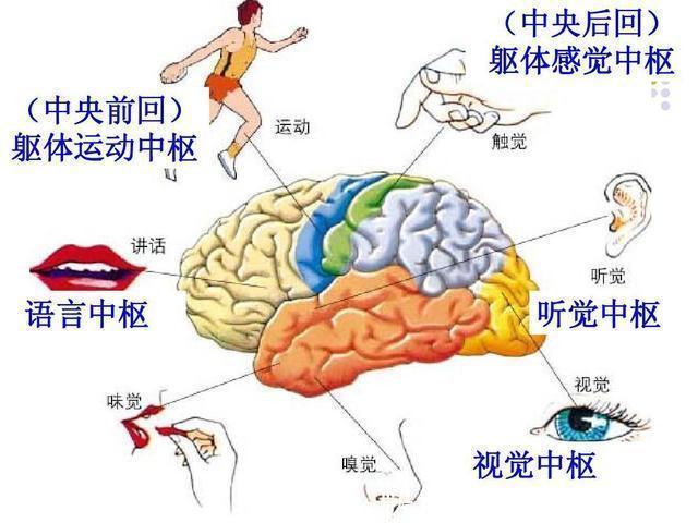 儿歌|宝宝说话早晚，跟智商高低有关系吗？听听专家怎么说