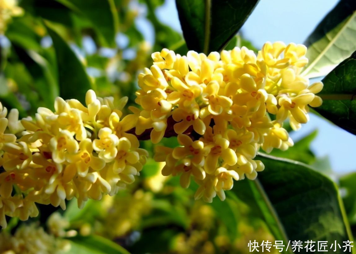 三足一通|进入5月养桂花，做好“三足一通”，枝条长势旺，叶子大又绿