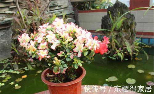 营养土|公认“难养”的3种花,没有五六年的养花经验,建议别入手