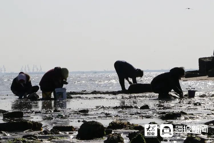 海螺、蛏子！这里的小海鲜，一挖一“麻袋”！