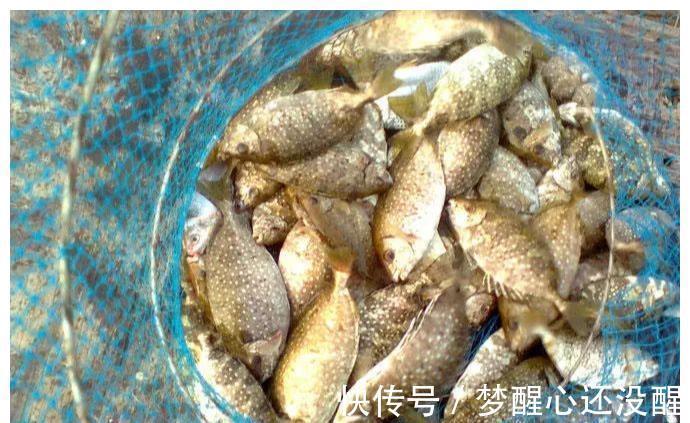 广东珠海泥猛泛滥!当地钓友反馈到处都是,一天能钓上百斤