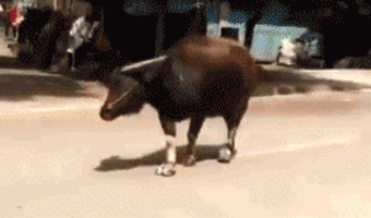 |搞笑GIF:就叫卖了,还帮着数钱