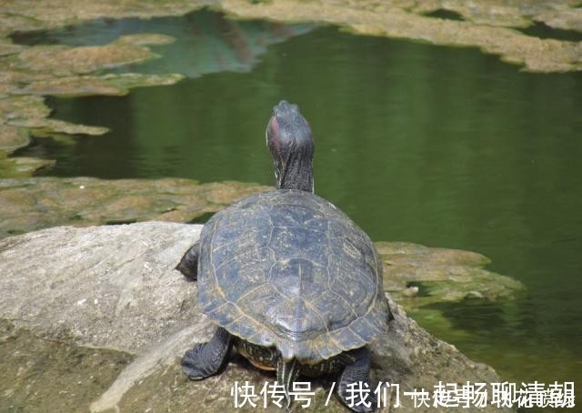 灵兽@上古传说中的“4大灵兽”,只有1种存在,如今却被当成了宠物!