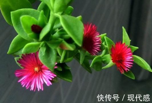 几款花卉超美的，全年开花不停，花朵烂漫迷人