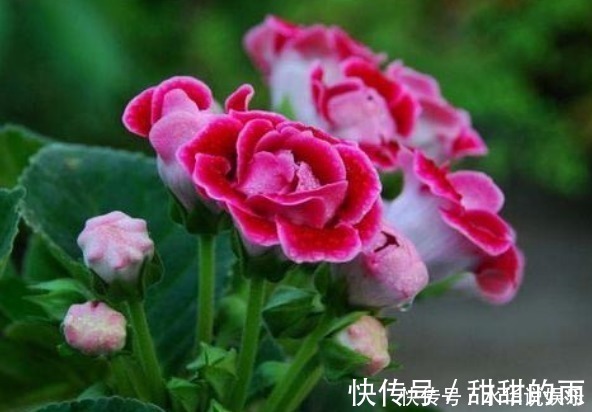 寓意|此花花大色艳,花姿妖娆仿佛是从画中而来,寓意为华美与欲望
