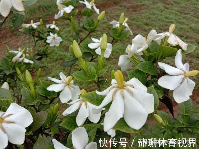 泡脚|农村枙子花你知道有啥妙用吗，煮水泡脚厉害啦，看完告诉朋友