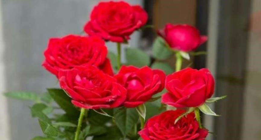 4种花是花卉中的佼佼者,花朵硕大、一盆开花100朵,天天能赏花