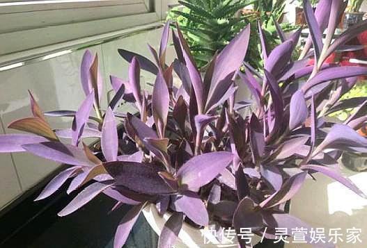 枝条|新手学养花,6种“练手花”随便养,做好“功课”,秒变“高手”