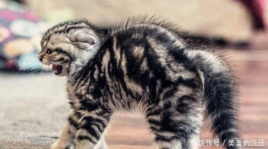 猫咪尾巴的不同姿势,暗示着不同的意思,你