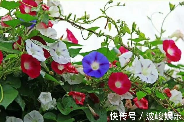 夏天|想要家里四季花开，这20种花，连续能开300天，完全不歇气