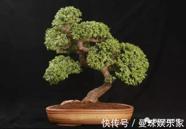 5种适合新手养的花,耐旱还耐晒,不用管也能爆盆!