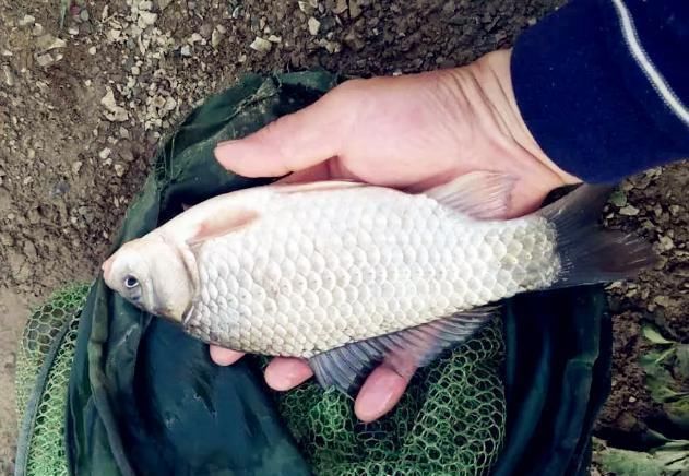 鲢鳙|野钓大半辈子,竟然才知道诱鱼最管用的方法,你尝试过了吗