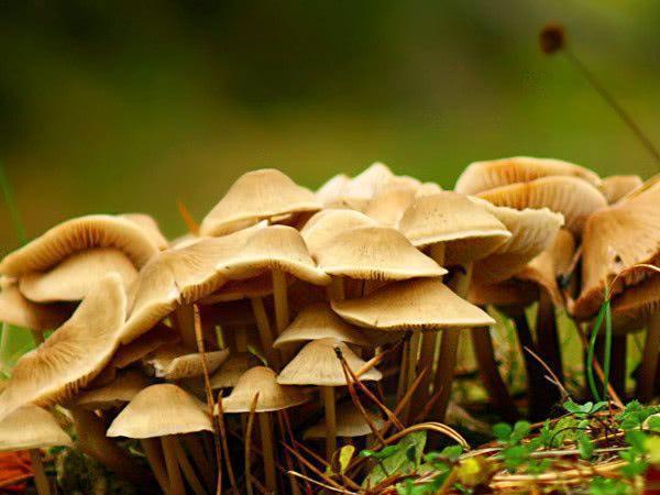 免疫系统|医生透露癌细胞特怕的几种食物，经常吃一点，癌症远离你