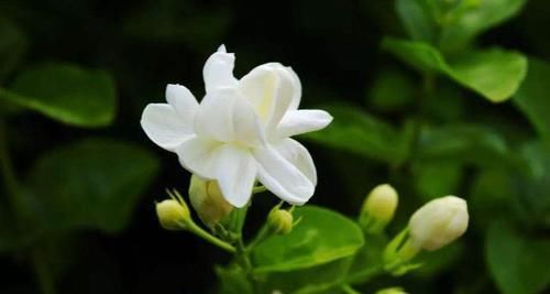 茉莉|茉莉只长叶不开花？那就这样养，生长趋势更棒，花香味扑鼻