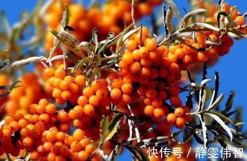 sod|女人想一直年轻，坚持吃的食物，延缓衰老，保持青春，气色变红润