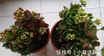 浇水|长寿花的养护绝招，这样养叶片长得比手掌还大！